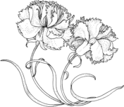Carnation coloring pages free coloring pages