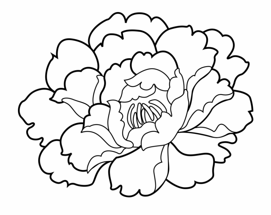 Carnation coloring pages
