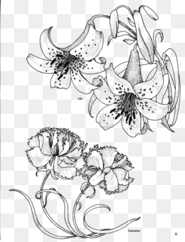 Carnation png
