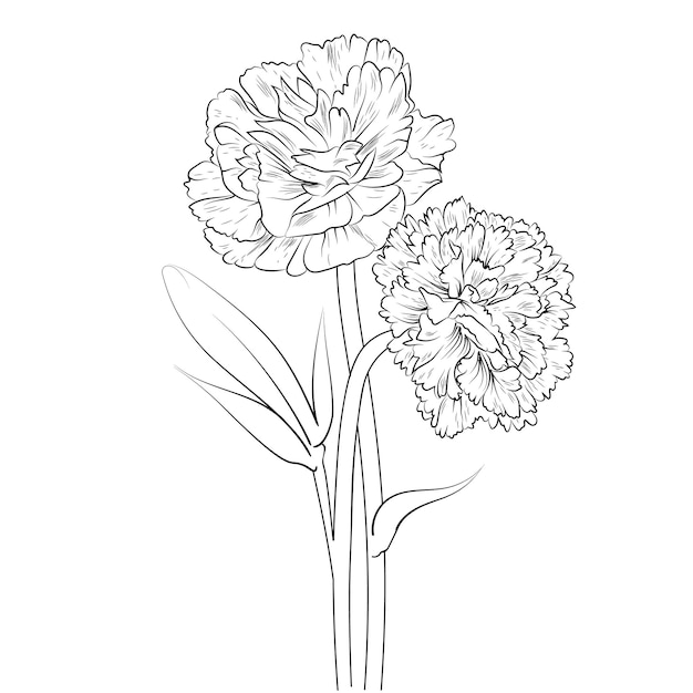 Premium vector carnation flower drawing hand drawn branch of botanical illustration coloring book for adults