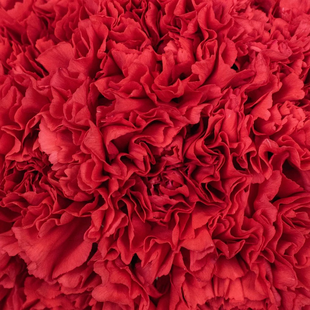 Buy wholesale red carnation flowers in bulk