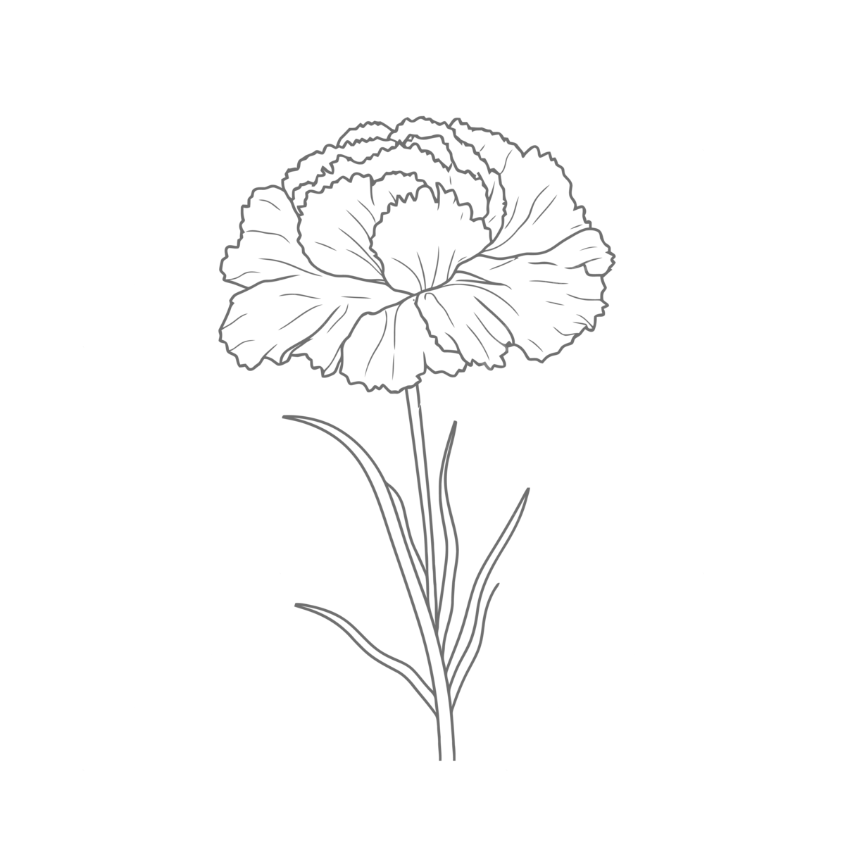 The carnation flower coloring page outline sketch drawing vector flower drawing car drawing wing drawing png and vector with transparent background for free download