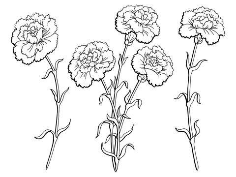 Carnation outline images â browse photos vectors and video