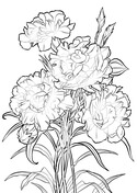 Carnation coloring pages free coloring pages
