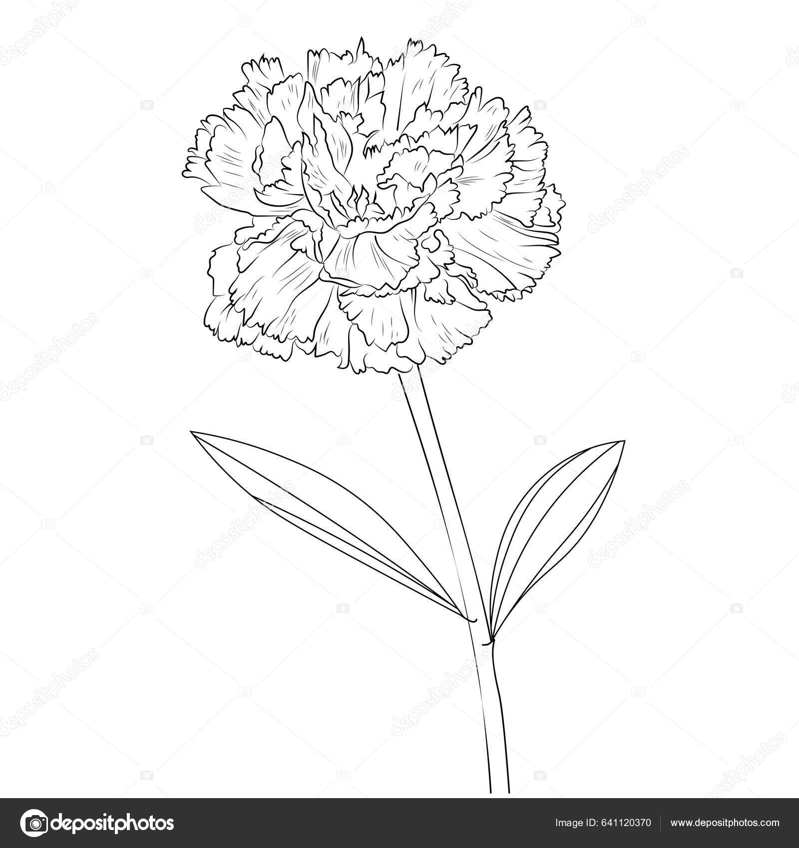 Flowers coloring pages book vector sketch carnation flowers hand drawn stock vector by saminaakter