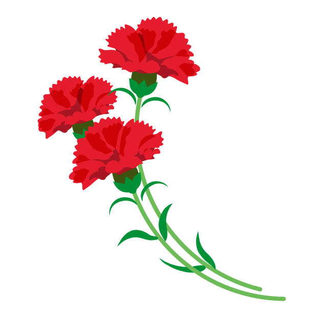 Carnation flower stock illustrations royalty