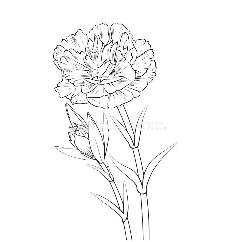 Carnation flower outline beautiful botanical floral pattern illustration for coloring page or book dianthus caryophyllus stock vector