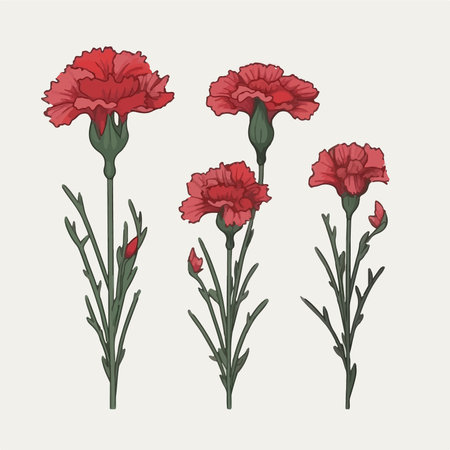 Carnation stock vector illustration and royalty free carnation clipart