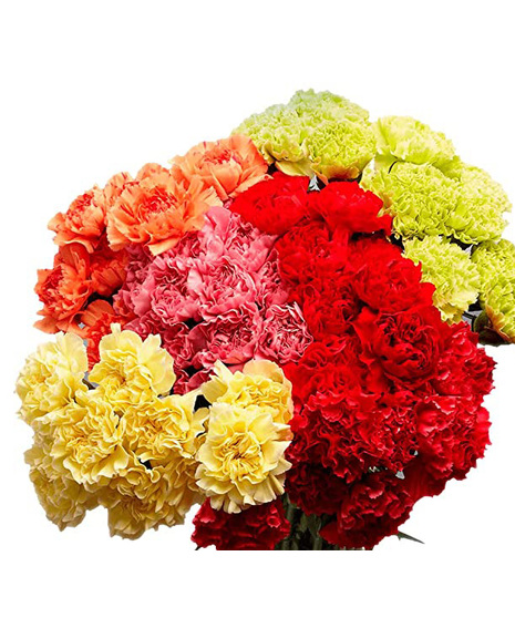 Carnation greenville greer sc bulk diy flowers expressions unlimited