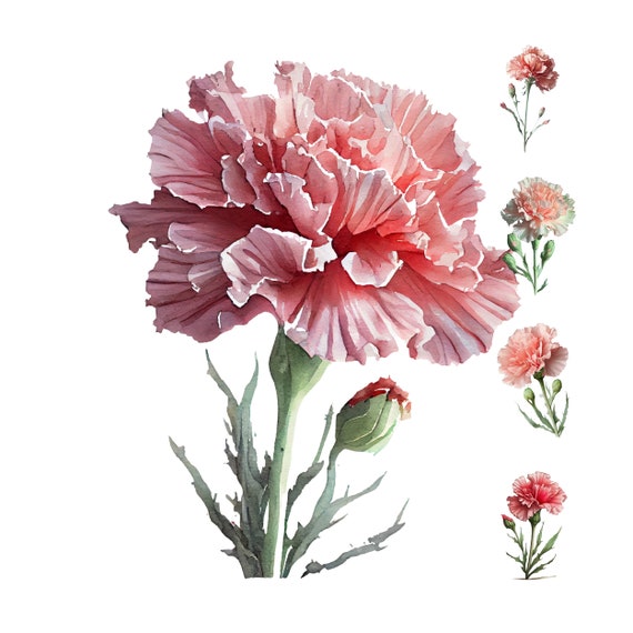 Carnation flower digital watercolor clipart carnation flower printable wall art design resource digital paper pack