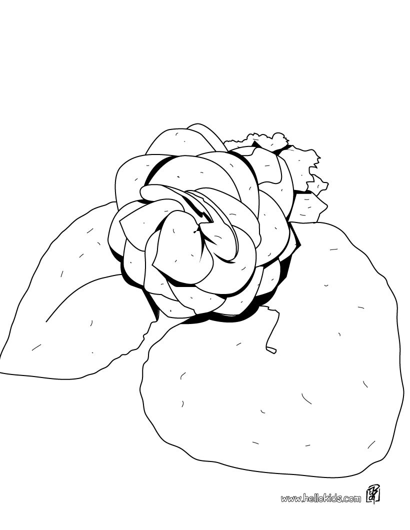 Begonia coloring pages