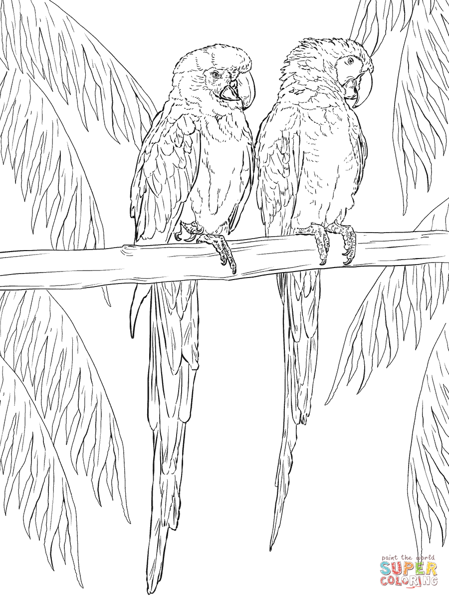 Two scarlet macaws on perch coloring page free printable coloring pages coloring pages bird coloring pages printable coloring pages