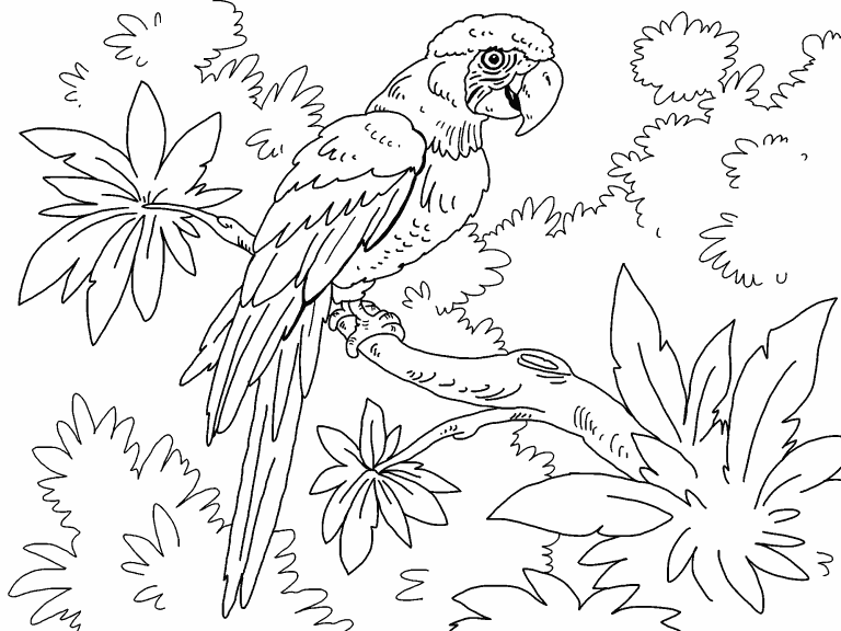 Macaw coloring page