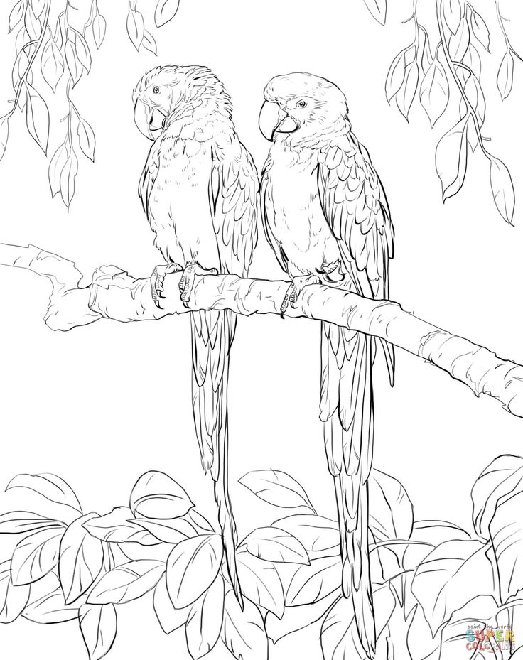 Two scarlet macaws super coloring super coloring pages bird coloring pages coloring pages