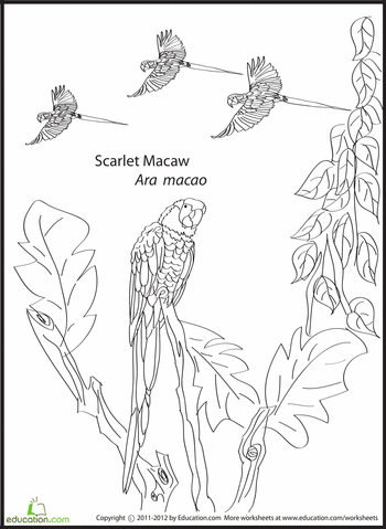 Scarlet macaw coloring page bird coloring pages macaw coloring pages