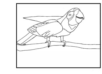 Macaw coloring page tpt