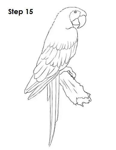 How to draw a scarlet macaw video step