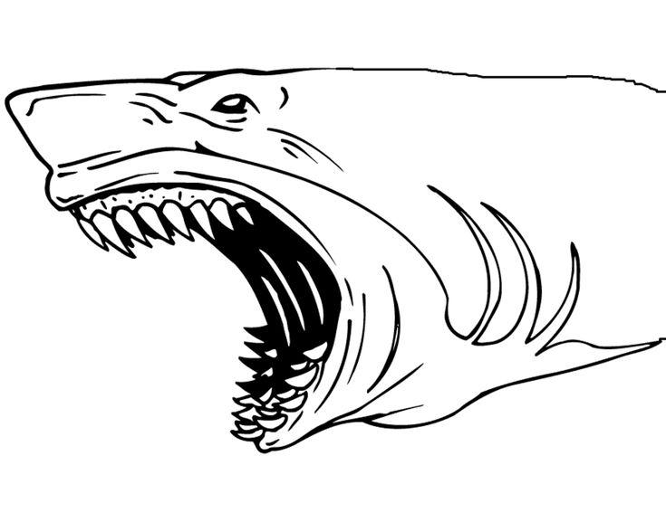 Printable coloring pages shark coloring pages adult coloring pages animal coloring pages