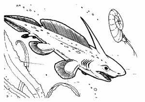 Sharks