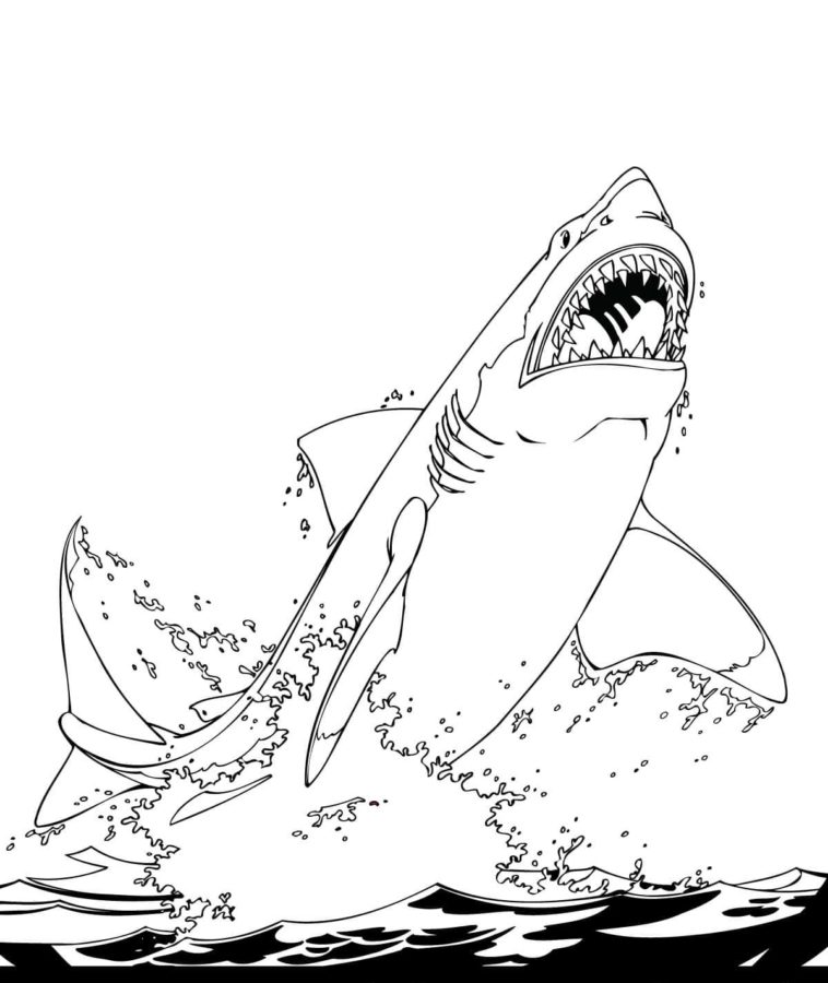Shark coloring pages