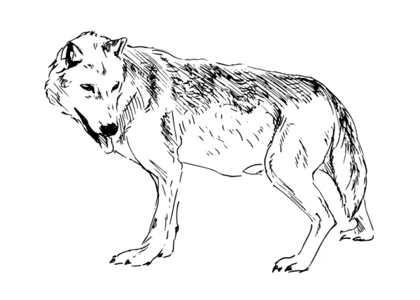 Wolf drawing vector images