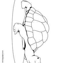 Schildkrãte zum ausmalen
