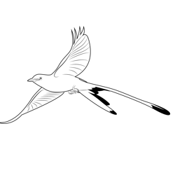 Fly scissor tailed flycatcher coloring page for kids