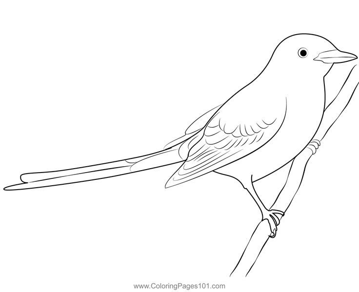 Black scissor tailed flycatcher coloring page coloring pages flycatcher bird drawings