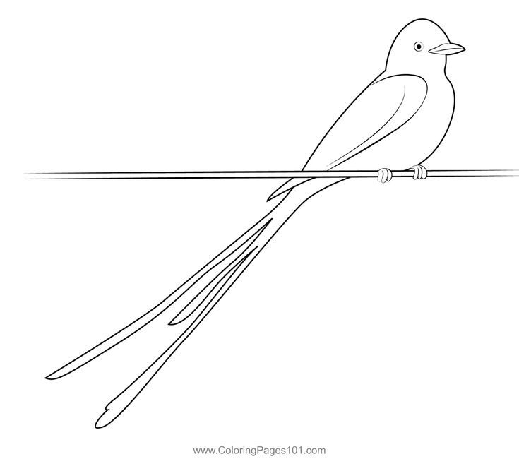 Male scissor tailed flycatcher coloring page flycatcher coloring pages coloring pages for kids