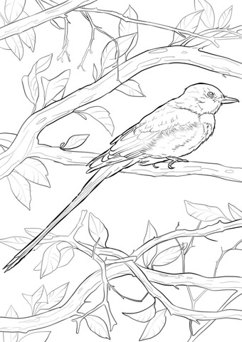 Flycatcher coloring pages free coloring pages