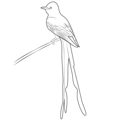 Young scissor tailed flycatcher coloring page for kids