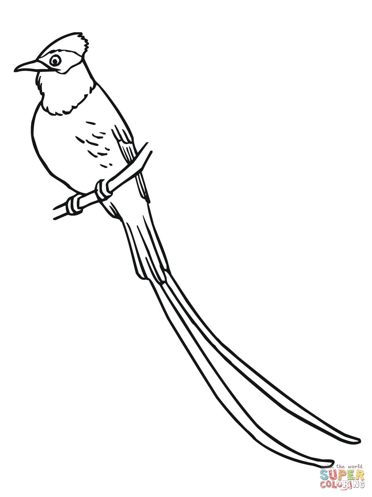 Flycatcher coloring page free printable coloring pages