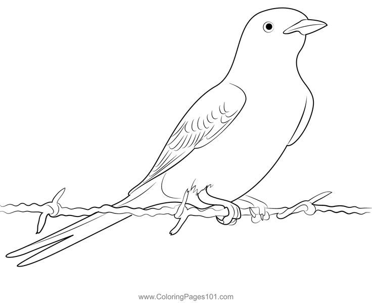 Scissor tailed flycatcher bird coloring page bird coloring pages coloring pages flycatcher