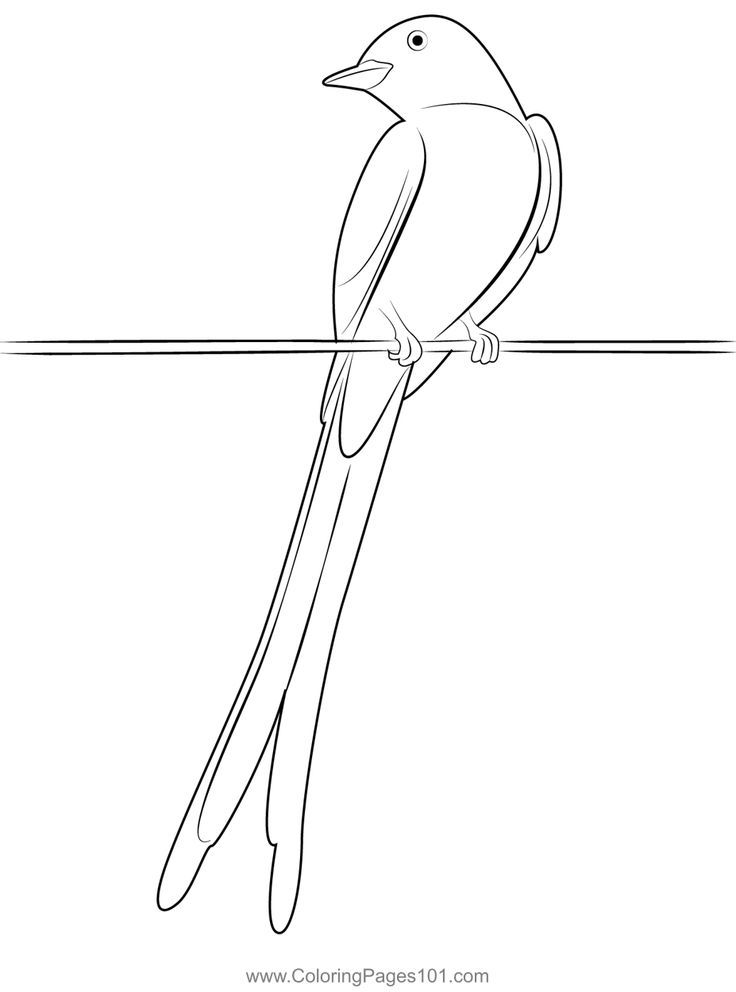 Look scissor tailed flycatcher coloring page coloring pages flycatcher color