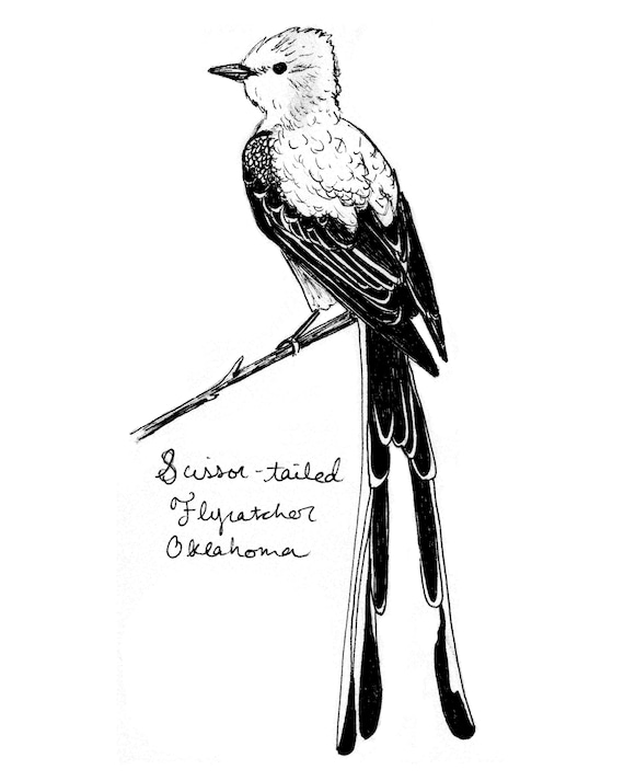 Oklahoma scissor