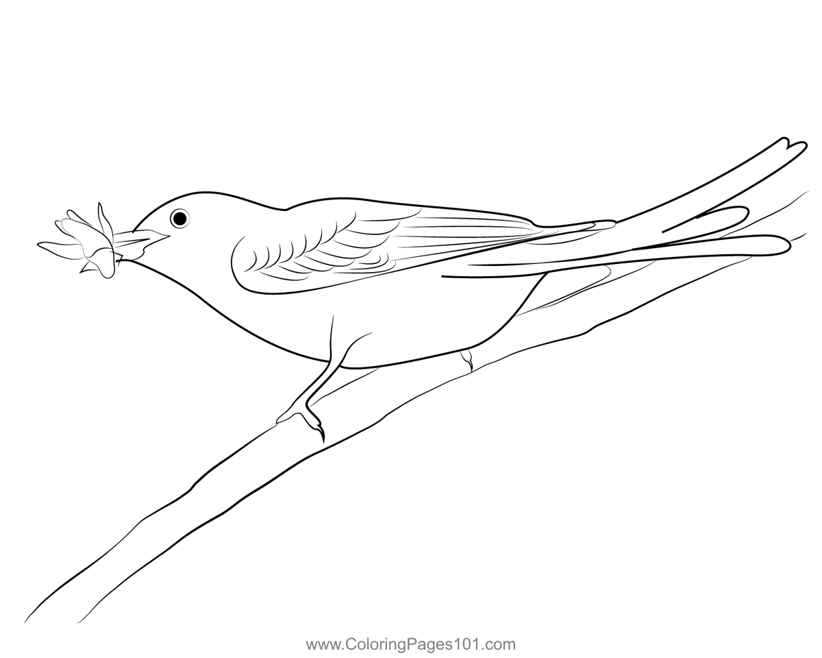 Scissor tailed flycatcher bird coloring page for kids