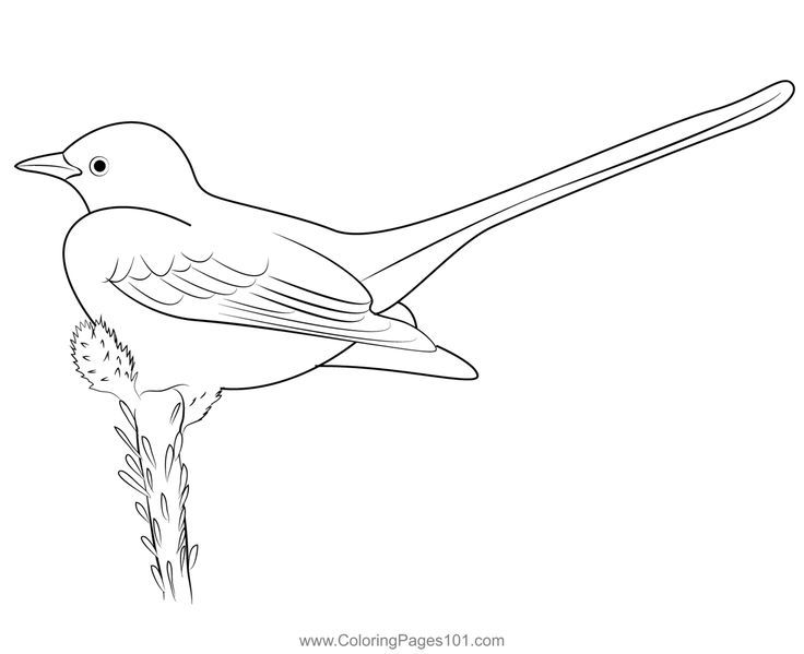 Scissor tailed flycatcher coloring page coloring pages flycatcher color