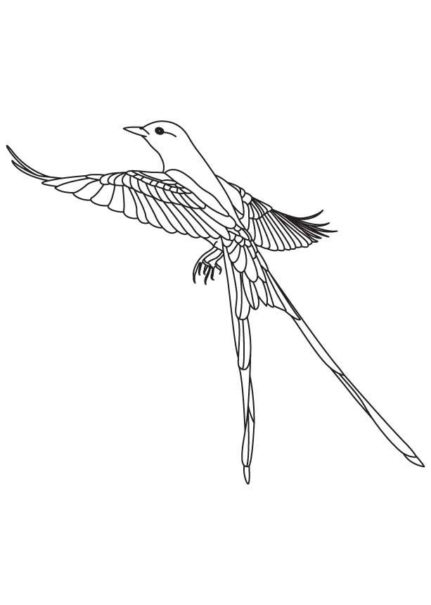 Long tailed flycatcher coloring page download free long tailed flycatcher coloring page for kids best coloring pages