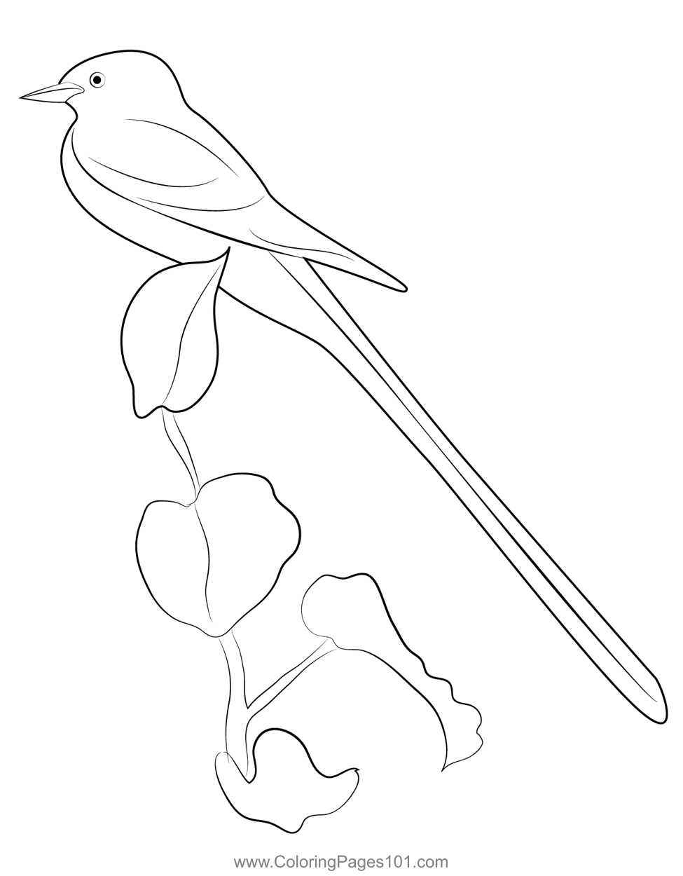 Female scissor tailed flycatcher coloring page for kids