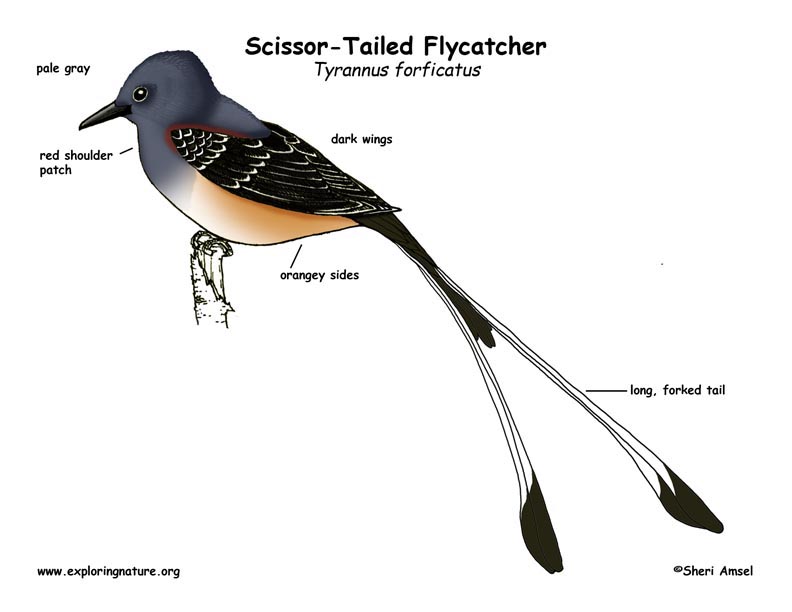 Flycatcher scissor