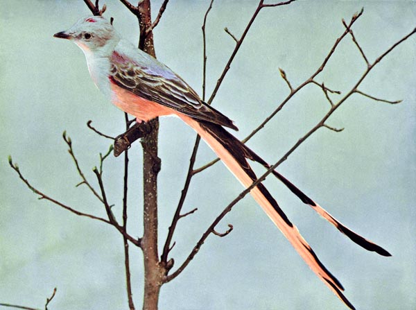 Birds vol â the scissor