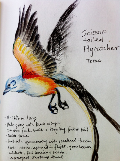 Sketchbook â flycatcher annes art