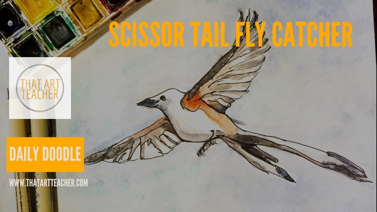 Daily doodle scissor tail fly catcher