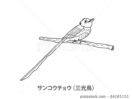 Prefectural bird japanese paradise flycatcher