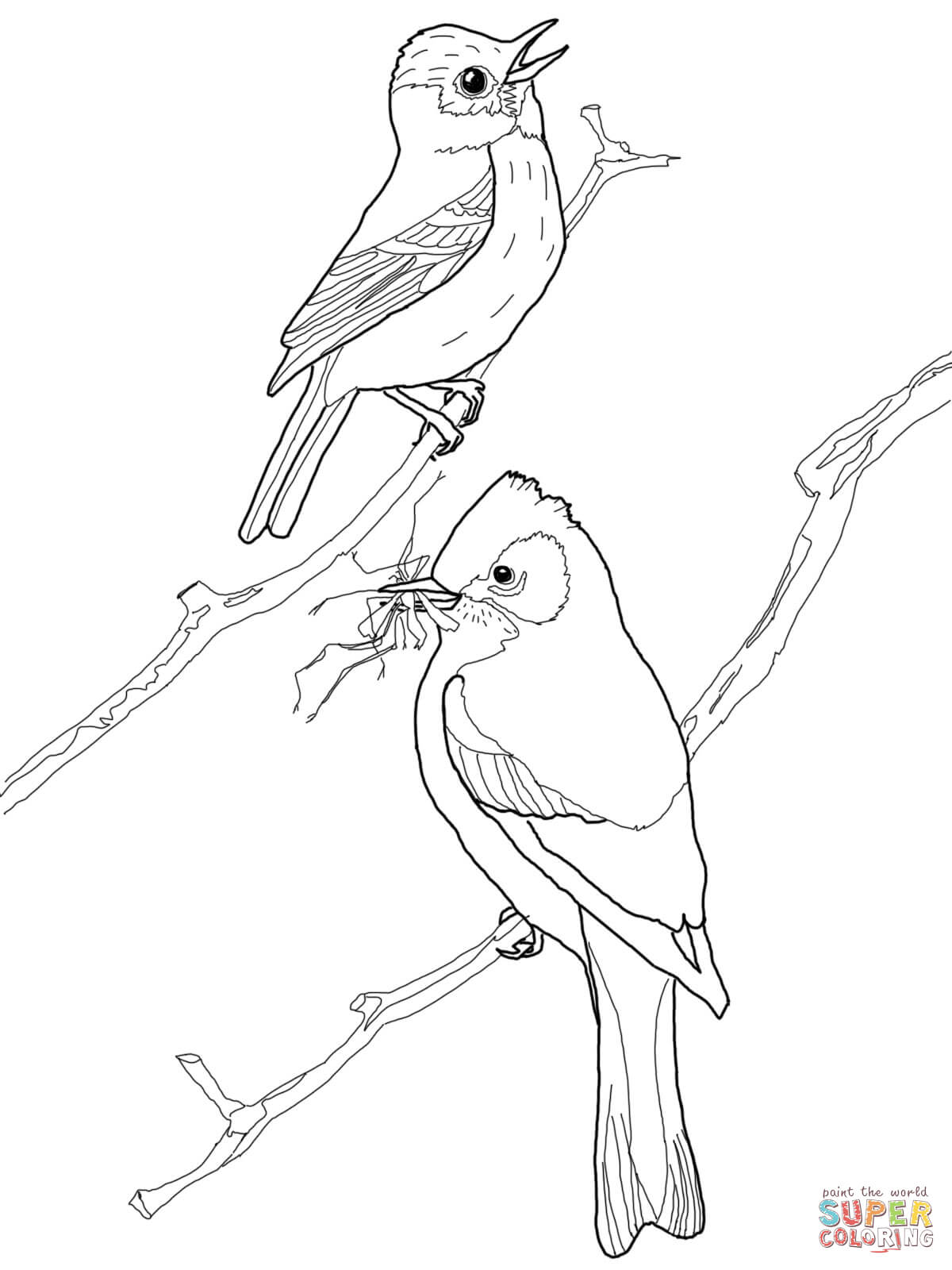 Least flycatcher birds coloring page free printable coloring pages