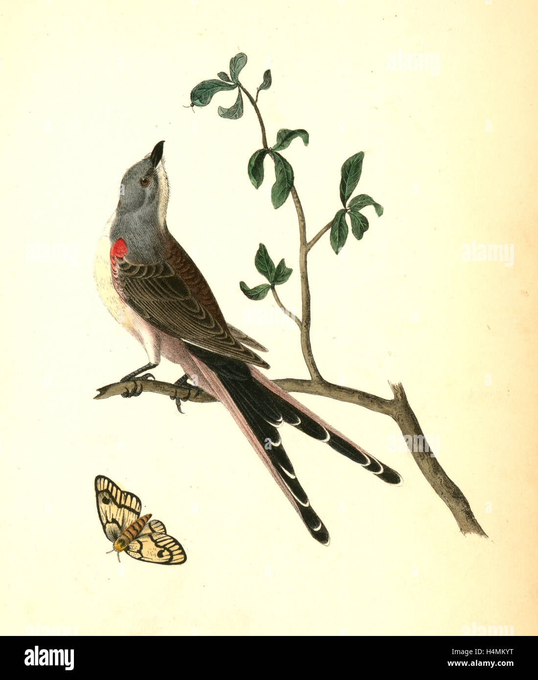 Swallow tailed flycatcher hi