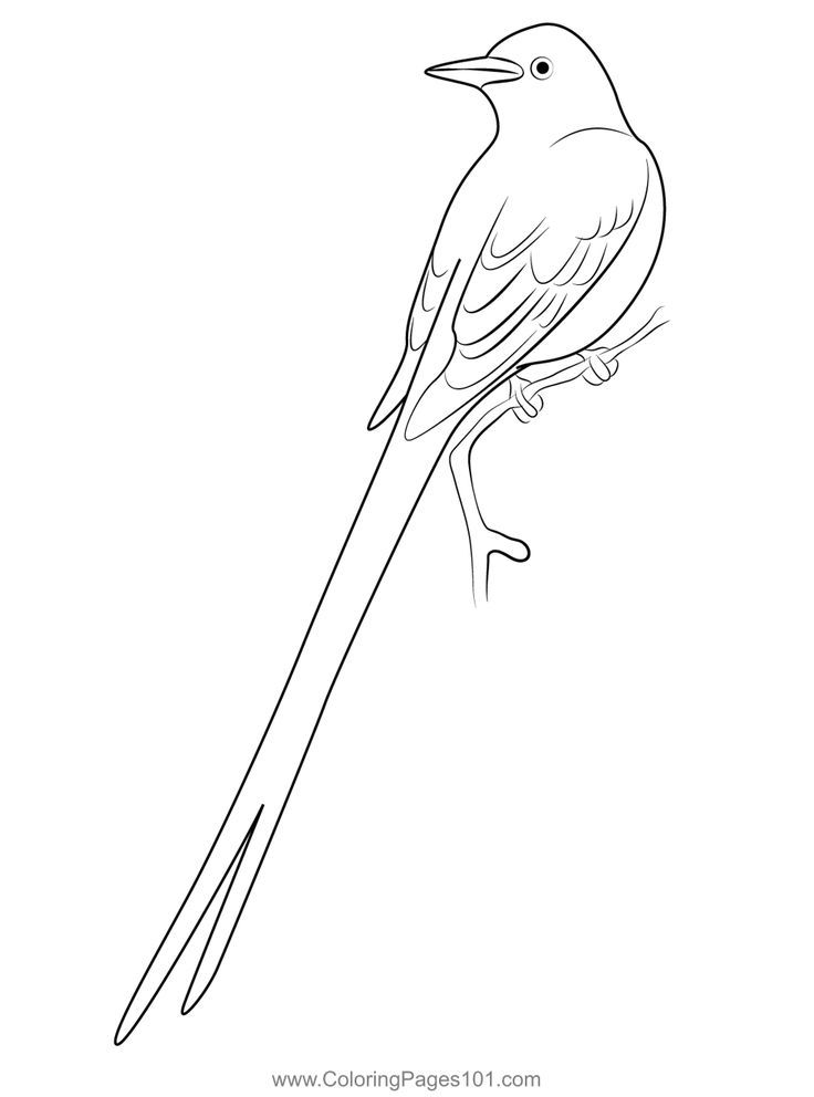 Scissor tailed flycatcher coloring page coloring pages flycatcher color