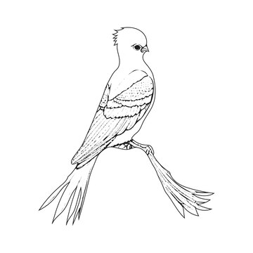 Premium vector this is a clean eyecatchy professional design suitable for all kids coloring book print easy to edit all you need to know is the very basics of illustrator to