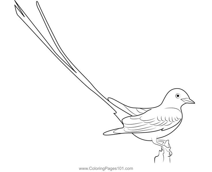 Scissor tailed flycatcher colorg page colorg pages flycatcher color