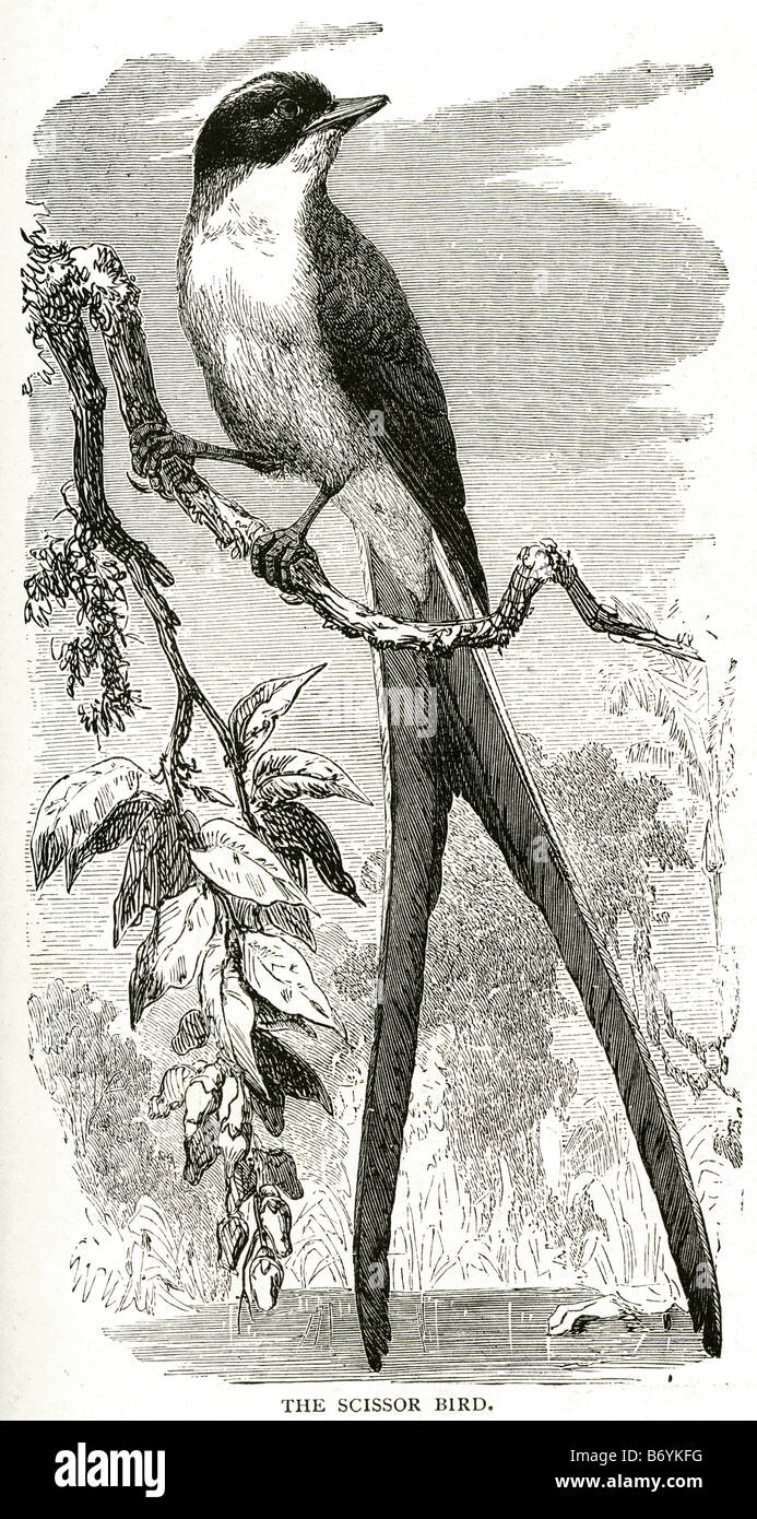 Scissor bird the scissor